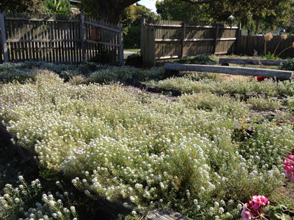 Alyssum field