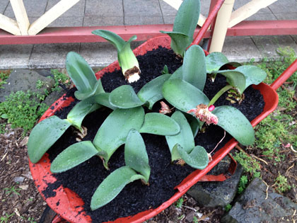 Haemanthus bulbs